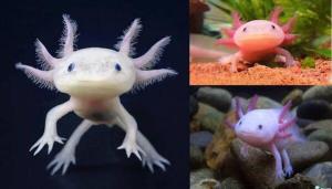 Axolotl, mutant color, prob. juvenile